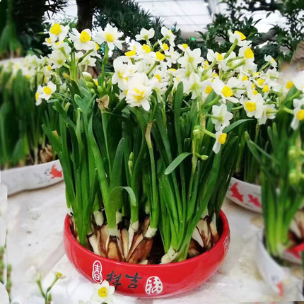 北京基地直送年宵花卉礼盒水仙盆栽带花苞水仙