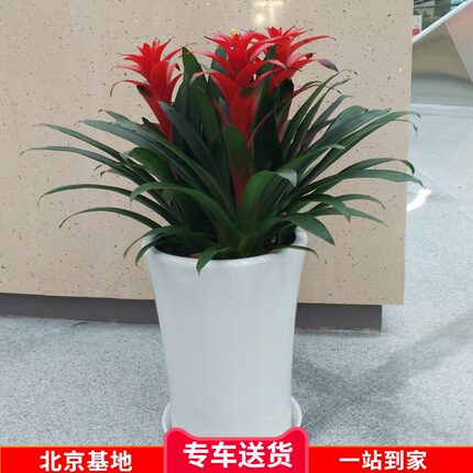 年宵送礼花卉鸿运当头客厅办公室盆栽凤梨四季花卉绿植北京专车送