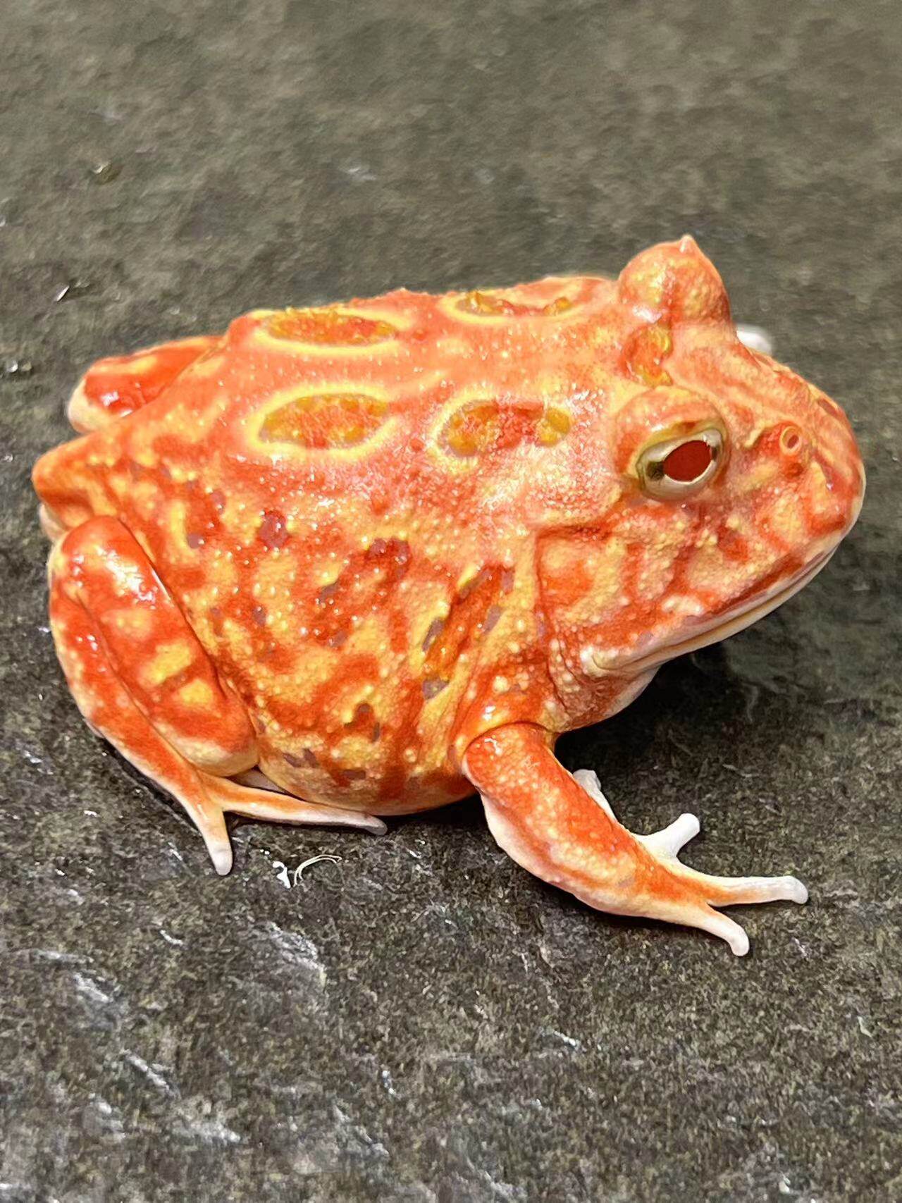 火龙角蛙南美角蛙爆红火龙红角蛙霸王角蛙小丑蛙巴西角蛙活体角蛙