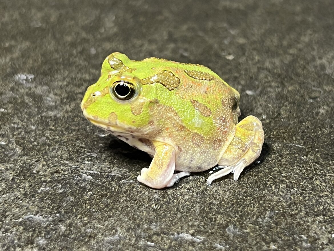 波子角蛙南美角蛙霸王角蛙钟角蛙蝴蝶角蛙活体波霸角蛙萌一物一拍