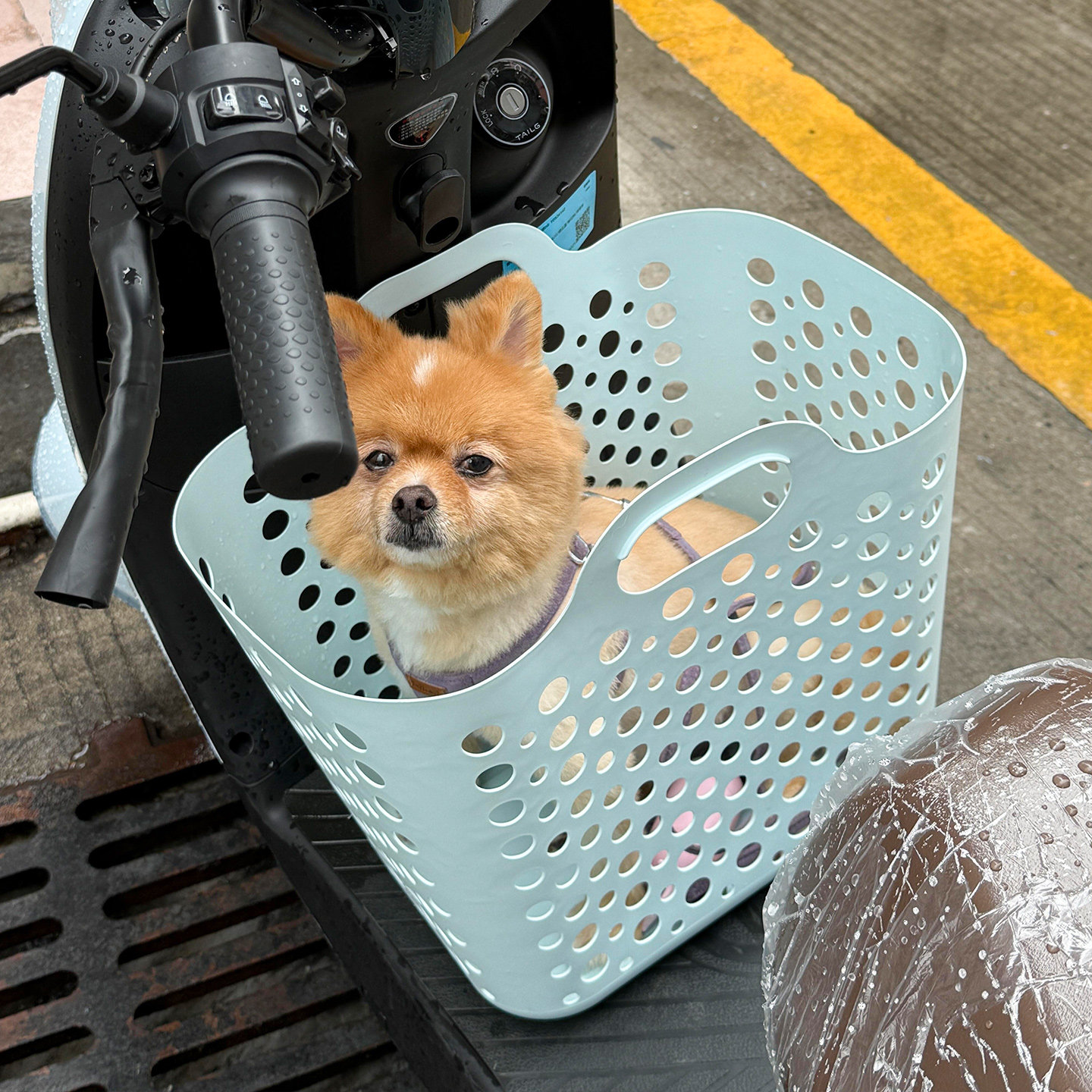 电动车带狗狗神器宠物专用踏板车座椅车载前置坐椅猫咪防应激篮子