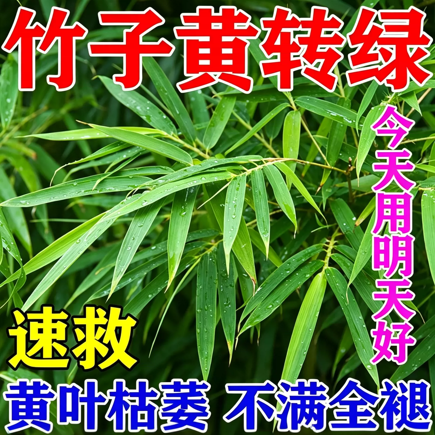 竹子专用营养液竹子专用肥