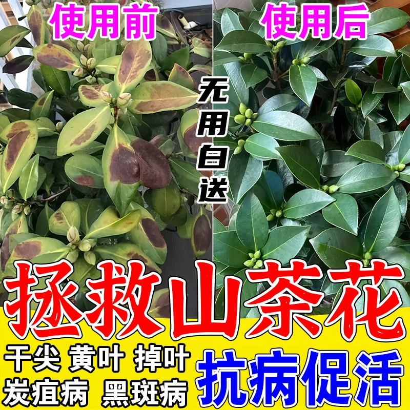 山茶花黑斑病专用芍药炭疽营养液