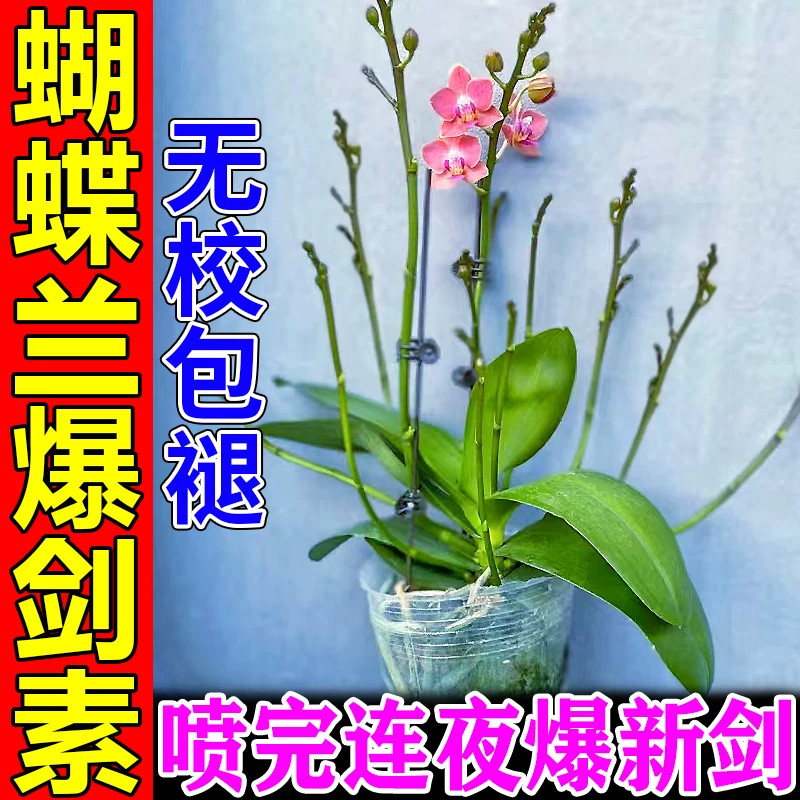 蝴蝶兰催花剑营养液促生根杀菌药