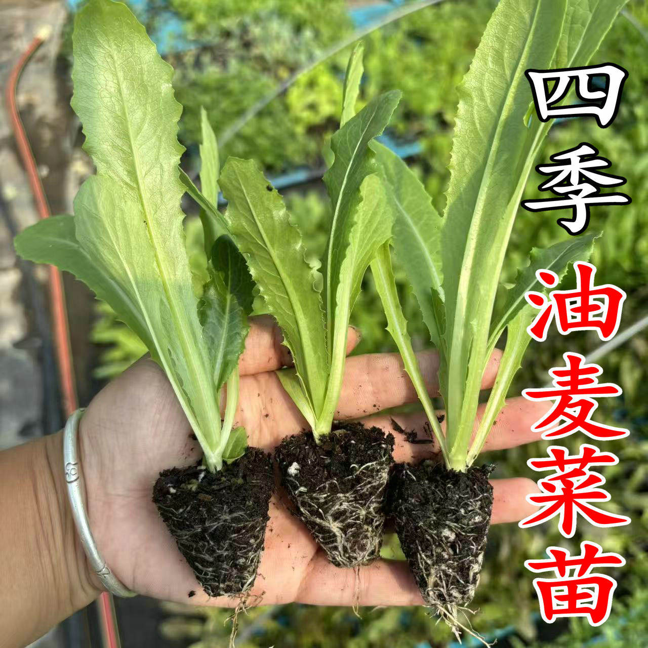油麦菜秧苗麦香味油麦菜四季油麦菜带土秧苗清香脆耐寒耐热蔬菜苗