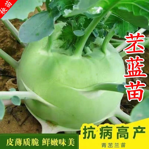 青苤蓝秧苗水果绿苤蓝苗四季蔬菜幼苗露天盆栽种植耐寒耐热芥蓝苗