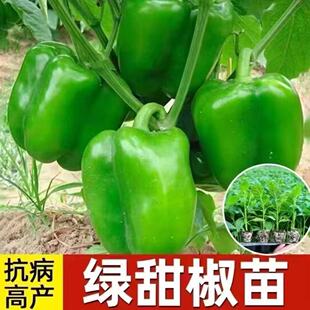 甜椒苗绿圆甜椒秧苗线椒苗朝天椒苗灯笼辣椒茄子番茄大青椒蔬菜苗