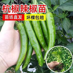 杭椒苗青椒尖椒苗薄皮辣椒苗南方四季阳台盆栽蔬菜苗线椒朝天椒苗