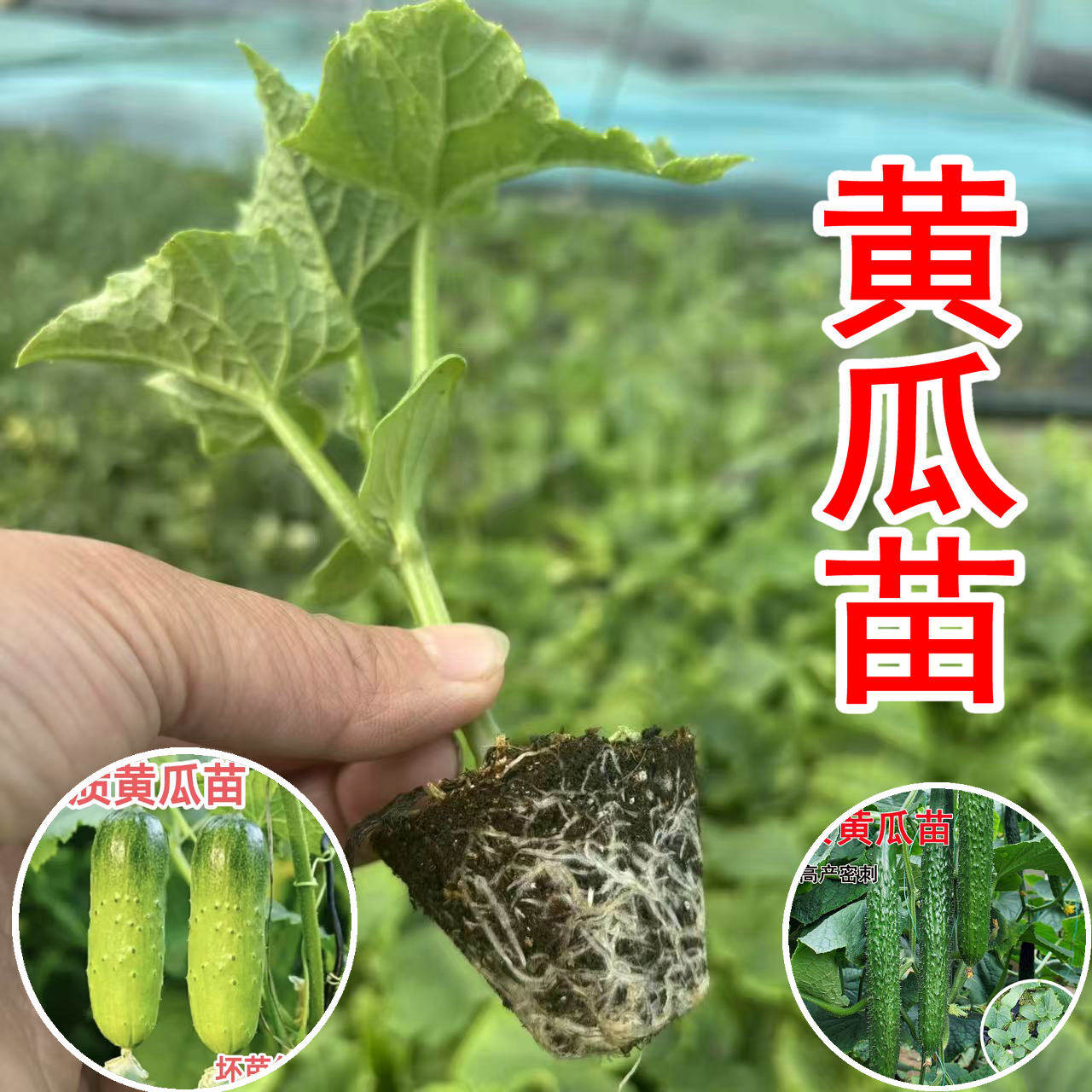 黄瓜苗水果黄瓜大黄瓜旱黄瓜秧苗四季蔬菜苗丝瓜空心菜生菜菜秧苗