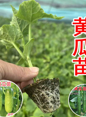 黄瓜苗水果黄瓜大黄瓜旱黄瓜秧苗四季蔬菜苗丝瓜空心菜生菜菜秧苗
