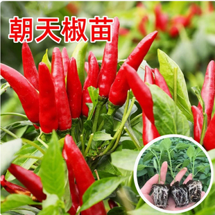 特辣朝天椒苗秧小米辣幼苗海椒小米椒阳台盆栽四季辣椒苗大苗特大