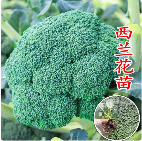 西兰花苗秋冬耐寒蔬菜苗花菜苗绿甘蓝莴笋大白菜秧苗卷心菜蔬菜秧