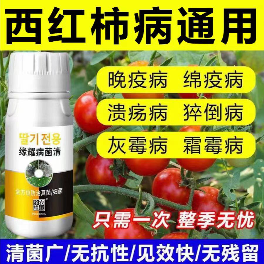 番茄西红柿病害防控黑杆病炭疽病溃疡病果蔬疫病灰霉病圣女果叶斑