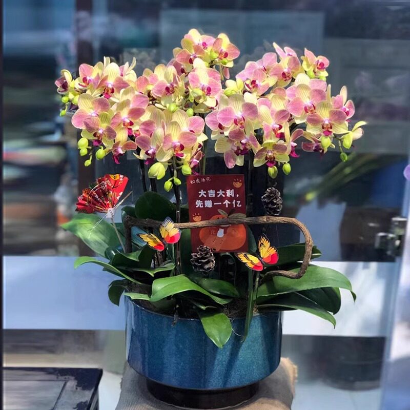 鲜花速递同城新年年宵花蝴蝶兰盆栽真花成品杭州开业乔迁配送门店