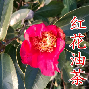 红花油茶庭院观赏实生苗，大果红花油茶树苗 红花油茶苗