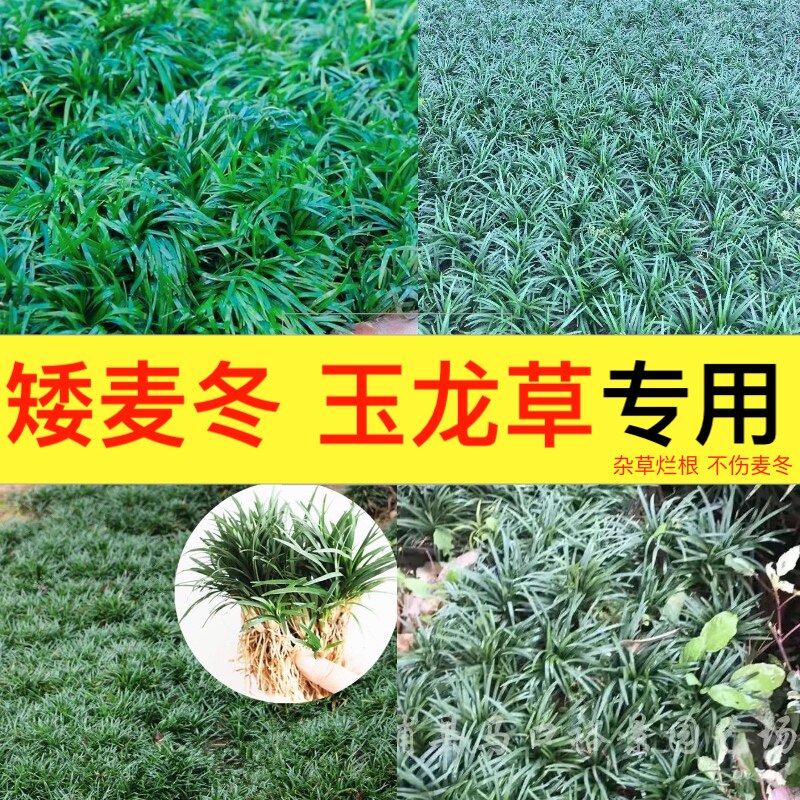 矮麦冬玉龙草专用除草剂烂根不伤麦冬尖叶宽叶圆叶杂草莎草连根除