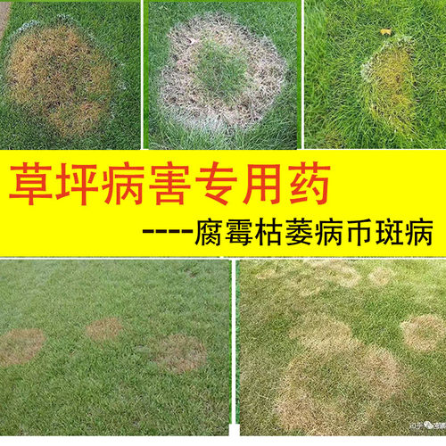 草坪腐霉枯萎病病害专用药