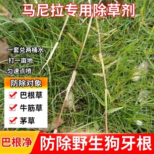 除野生狗牙根巴根草牛筋草马唐草坪杂草除草剂马尼拉专用