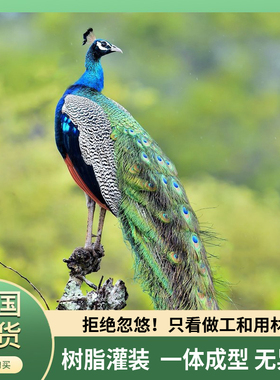蓝白孔雀标本全真羽毛落地摆件客厅酒店装饰家居工艺精品开业送礼