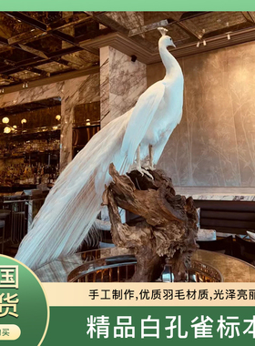 精品真白孔雀标本客厅酒店装饰家居工艺品公司开业送礼蓝孔雀标本