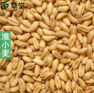 淮小麦 正宗淮小麦 中药材淮小麦江淮地区淮小麦正品500g两斤包邮