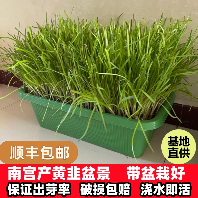 黄韭盆景南宫特产黄牙黄韭根