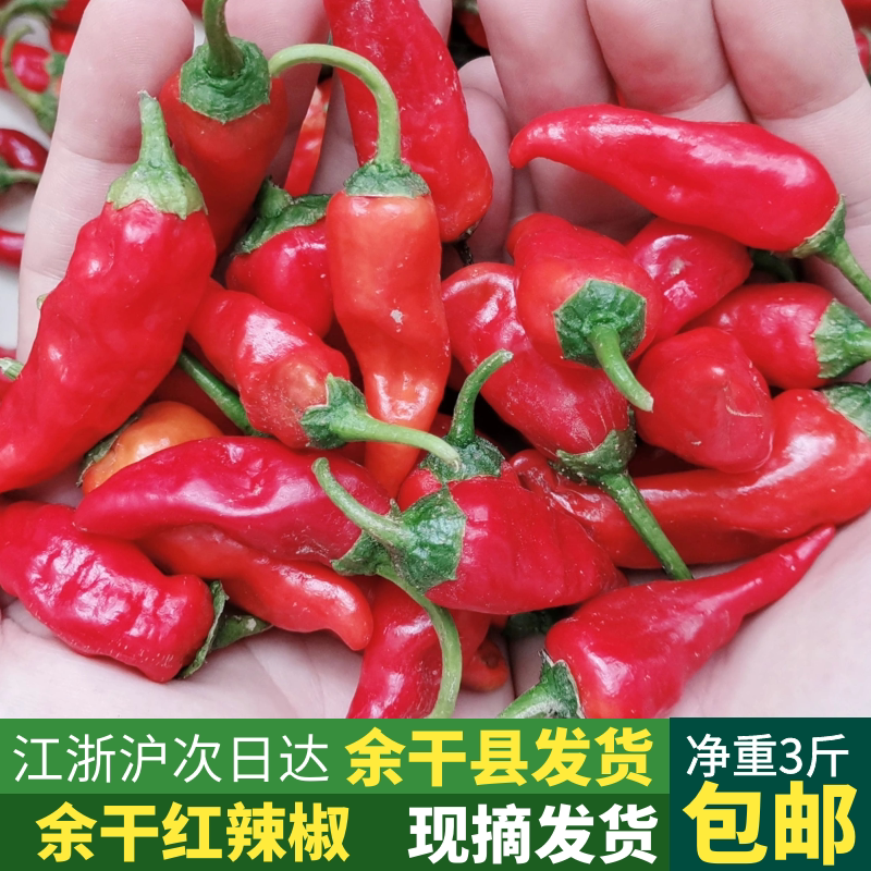 江西余干红辣椒新鲜薄皮特辣