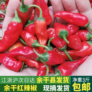 江西余干红辣椒新鲜3斤正宗余干丰收红色辣椒枫树薄皮辣椒特辣1斤