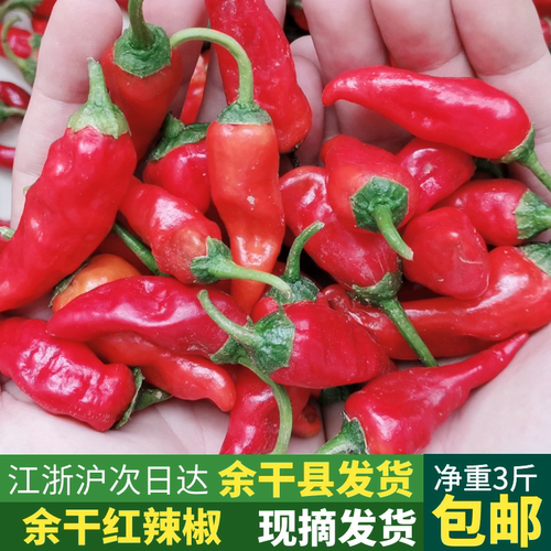 江西余干红辣椒新鲜薄皮特辣