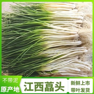 5斤江西新鲜荞头 农家自种嫩荞头带叶嫩藠头时令蔬菜现挖叫头1斤