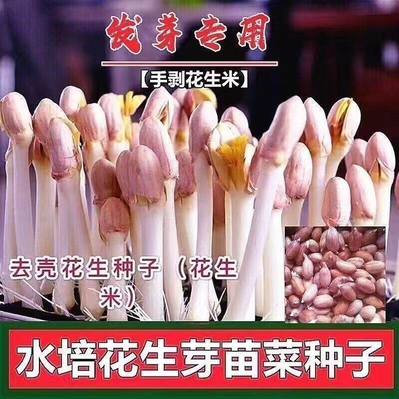 花生芽子大颗粒无壳花生米子水培发花生芽专用花芽用豆芽