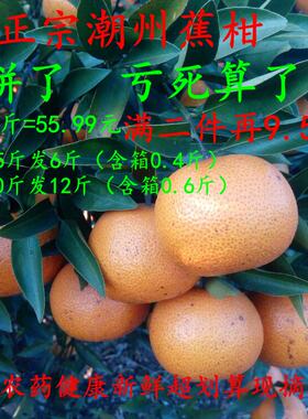 现摘树上熟水果乌皮潮州蕉柑桔子