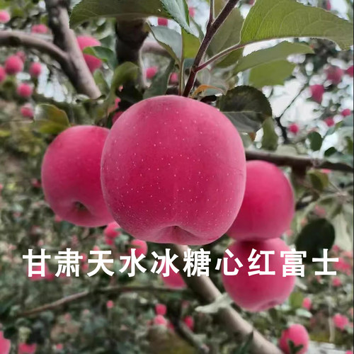 天水秦安特优级冰糖心红富士苹果