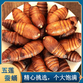 山东特产柞蚕蛹新鲜活体蚕蛹大黄蚕蛹A级东北大茧蛹蝉蛹500g 包邮