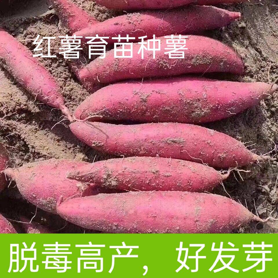 流心蜜薯育苗种薯地瓜种子母薯密薯种薯正宗烟薯25种烟熏25号红薯