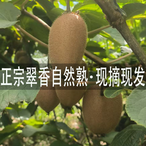 正宗翠香猕猴桃陕西新鲜水果送礼