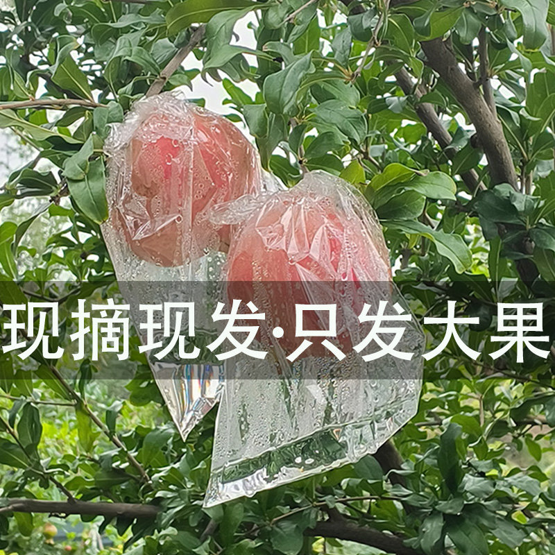 陕西临潼石榴大甜红现摘现发水果