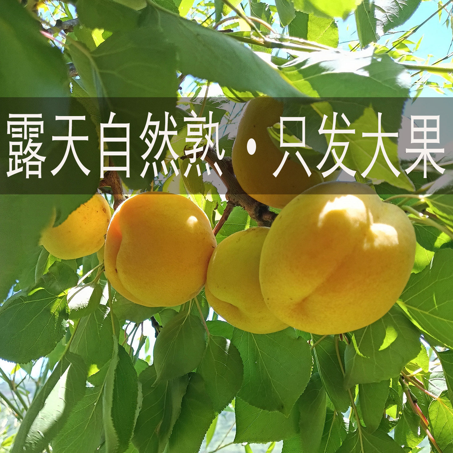 大银杏现摘现发陕西临潼特产露天自然熟甜核当季大黄杏新鲜大水果