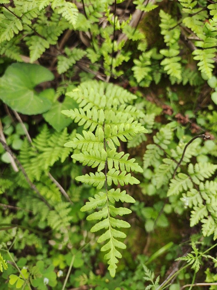 毛轴碎米蕨 舟山碎米蕨,细凤尾草绿植盆栽苗3棵