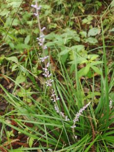 深山野麦冬 麦门冬、沿阶草 麦冬苗一窝