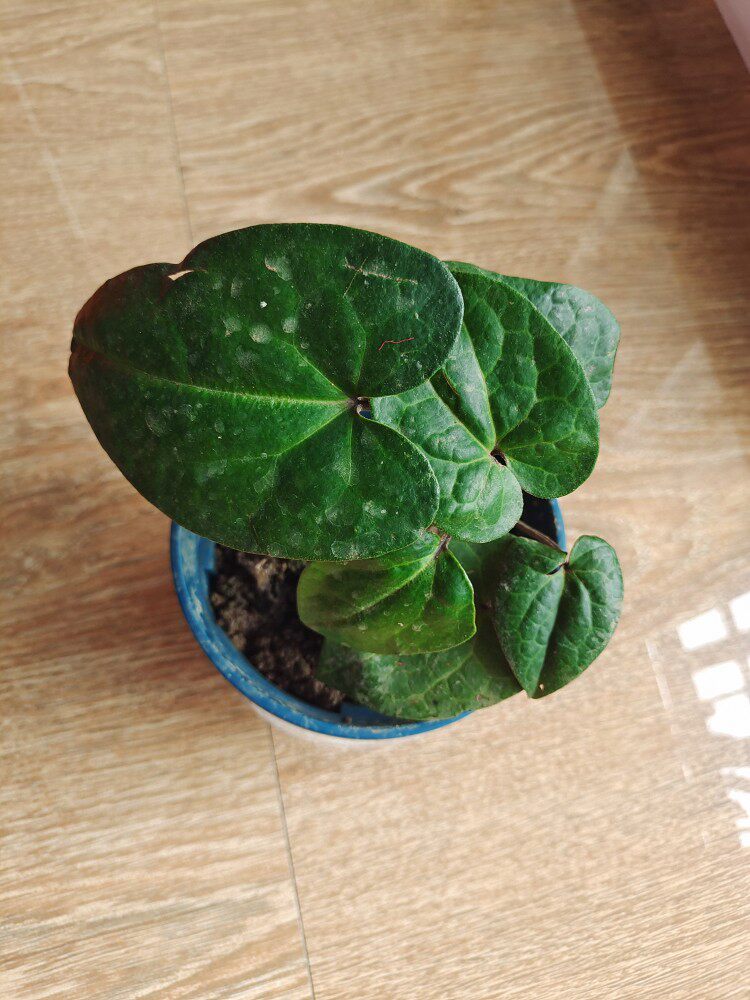 细辛 华细辛,盆草细辛 绿须姜 玉香丝,金盆草苗带盆种好2棵