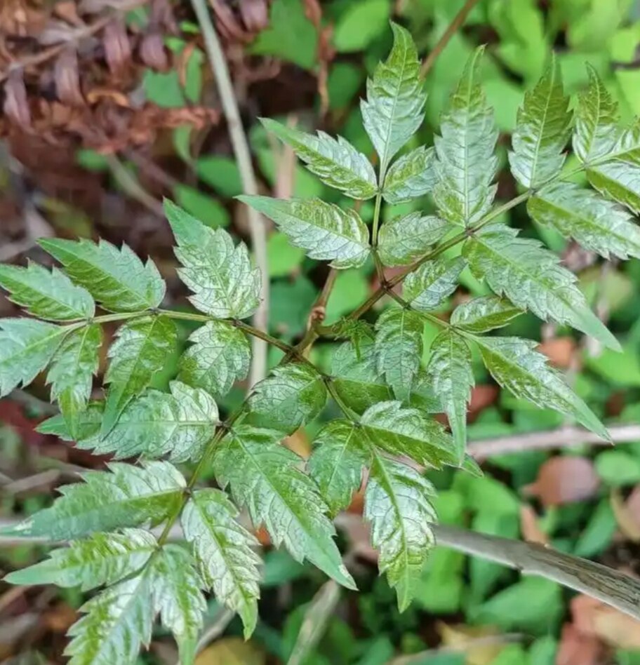 深山野藤茶苗 显齿蛇葡萄苗藤茶苗显齿蛇葡萄苗