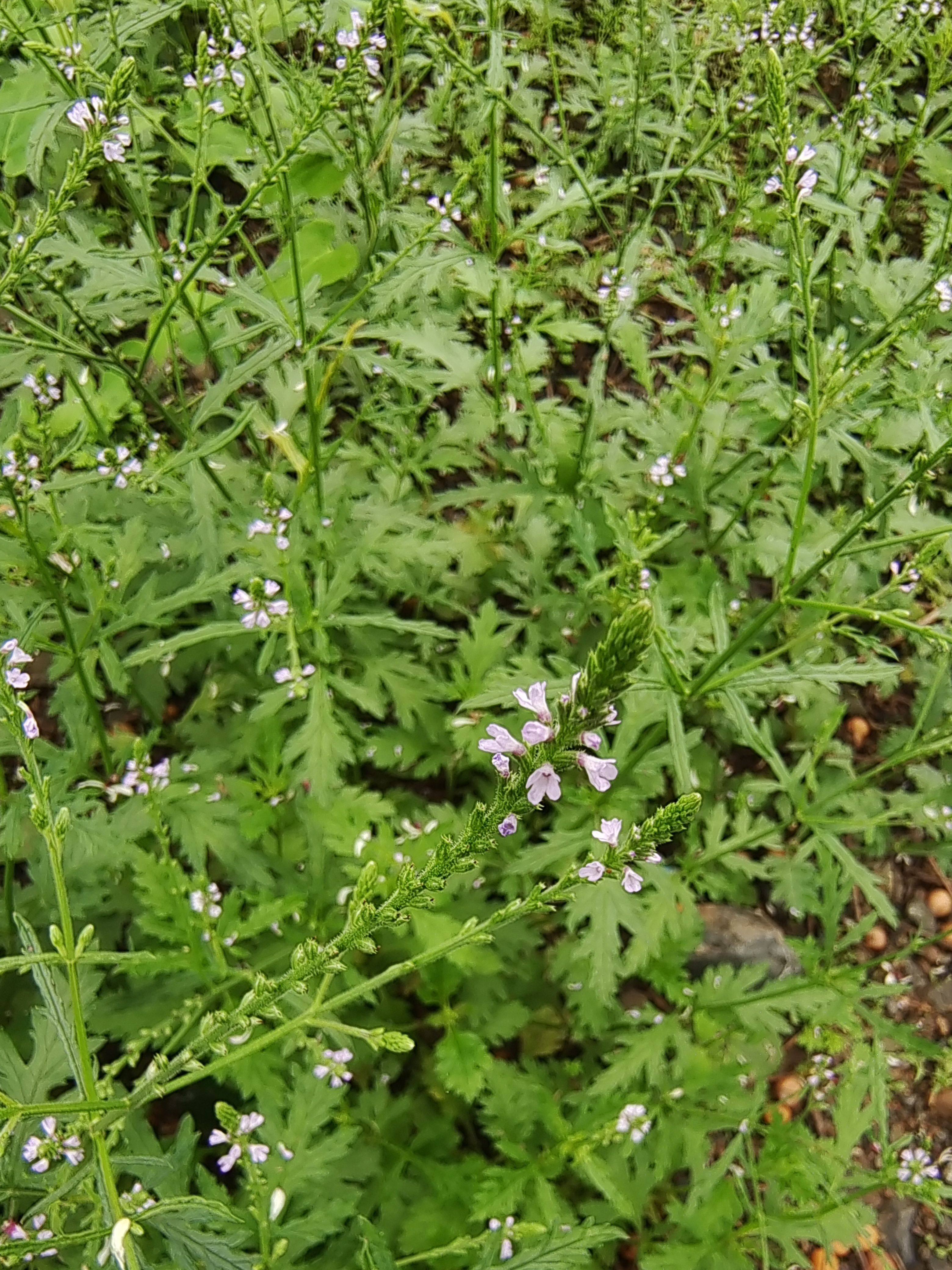 马鞭草 铁马鞭晒干白马鞭疟马鞭凤颈草新鲜紫顶龙芽草野荆芥苗
