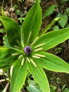 七叶一枝花 重楼苗 铁灯台 七叶莲 灯台七 金线重楼新鲜根部500g