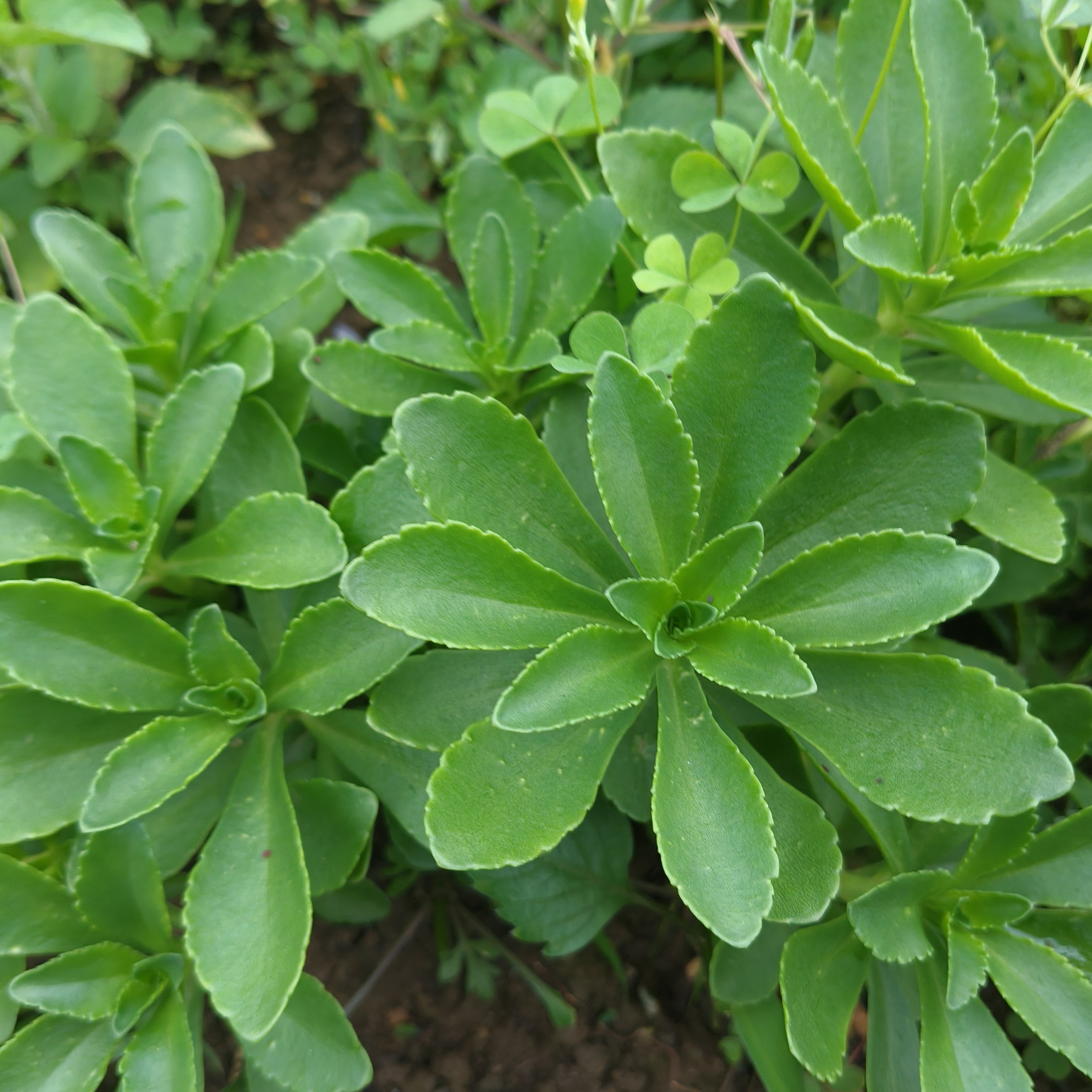 深山景天三七费菜 土三七盆栽地栽苗 家用种植易成活带原土苗5棵