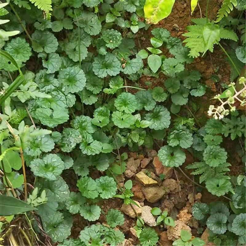 活血丹 遍地香  透骨消,过墙风 十八缺盆栽 连钱草 钹儿草苗