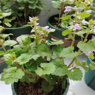 活血丹 也蹄草、新鲜透骨消十八缺 遍地香花钹儿草连钱草带盆种好