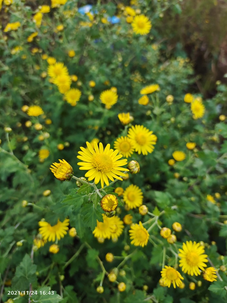 深山野菊花野菊种苗5棵