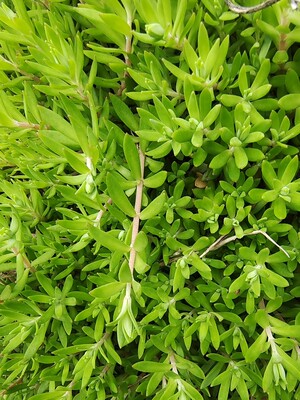 垂盆草狗牙半支、狗牙瓣