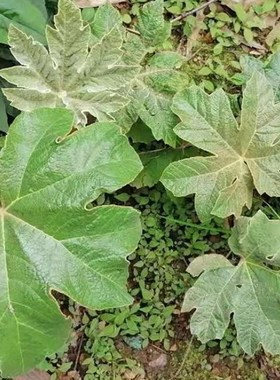 通脱木 木通树、通草 大通草带原土小苗1棵